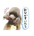 よっしーのわんちゃんたち（個別スタンプ：9）