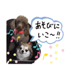 よっしーのわんちゃんたち（個別スタンプ：12）