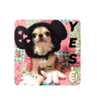 よっしーのわんちゃんたち（個別スタンプ：16）