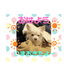 村中犬3（個別スタンプ：1）