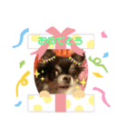 村中犬3（個別スタンプ：2）