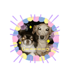村中犬3（個別スタンプ：5）