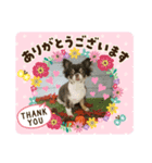 村中犬3（個別スタンプ：8）