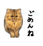 桃＊1（個別スタンプ：5）