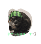黒猫くぅちゃんの日常スタンプ（個別スタンプ：2）