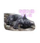 黒猫くぅちゃんの日常スタンプ（個別スタンプ：3）