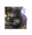黒猫くぅちゃんの日常スタンプ（個別スタンプ：6）
