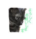 黒猫くぅちゃんの日常スタンプ（個別スタンプ：8）