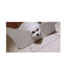 もあちゅわん（個別スタンプ：7）