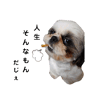 我が家のシーズー犬もじゃ 12（個別スタンプ：1）