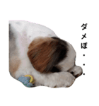 我が家のシーズー犬もじゃ 12（個別スタンプ：2）