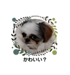 我が家のシーズー犬もじゃ 12（個別スタンプ：3）