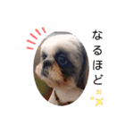 我が家のシーズー犬もじゃ 12（個別スタンプ：5）