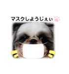 我が家のシーズー犬もじゃ 12（個別スタンプ：6）