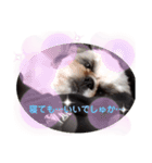 我が家のシーズー犬もじゃ 12（個別スタンプ：7）
