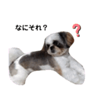 我が家のシーズー犬もじゃ 12（個別スタンプ：8）