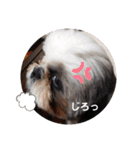 我が家のシーズー犬もじゃ 12（個別スタンプ：10）