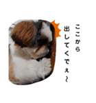 我が家のシーズー犬もじゃ 12（個別スタンプ：11）