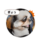 我が家のシーズー犬もじゃ 12（個別スタンプ：12）