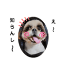我が家のシーズー犬もじゃ 12（個別スタンプ：13）