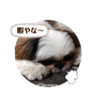 我が家のシーズー犬もじゃ 12（個別スタンプ：15）