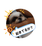 我が家のシーズー犬もじゃ 12（個別スタンプ：16）