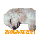 トイプーポムさんのスタンプpart3（個別スタンプ：3）