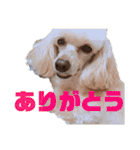 トイプーポムさんのスタンプpart3（個別スタンプ：14）