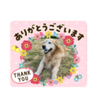 ゴールデンさくらの日々❸（個別スタンプ：2）
