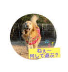 ゴールデンさくらの日々❸（個別スタンプ：5）