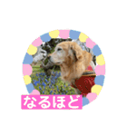ゴールデンさくらの日々❸（個別スタンプ：8）