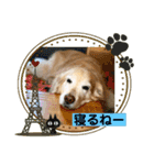 ゴールデンさくらの日々❸（個別スタンプ：11）