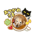 ゴールデンさくらの日々❸（個別スタンプ：13）