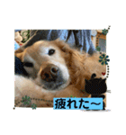 ゴールデンさくらの日々❸（個別スタンプ：15）