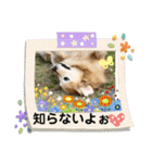 ゴールデンさくらの日々❸（個別スタンプ：16）