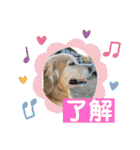 ゴールデンさくらの日々❸（個別スタンプ：17）