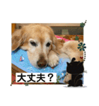 ゴールデンさくらの日々❸（個別スタンプ：20）