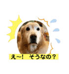 ゴールデンさくらの日々❸（個別スタンプ：22）