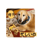 ゴールデンさくらの日々❸（個別スタンプ：23）