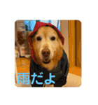 ゴールデンさくらの日々❸（個別スタンプ：24）