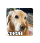 ゴールデンさくらの日々❸（個別スタンプ：27）
