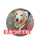 ゴールデンさくらの日々❸（個別スタンプ：28）