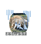 ゴールデンさくらの日々❸（個別スタンプ：29）
