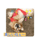 ゴールデンさくらの日々❸（個別スタンプ：30）