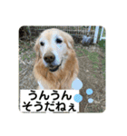 ゴールデンさくらの日々❸（個別スタンプ：32）