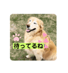 ゴールデンさくらの日々❸（個別スタンプ：33）