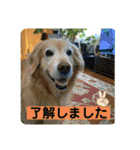 ゴールデンさくらの日々❸（個別スタンプ：34）