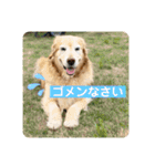 ゴールデンさくらの日々❸（個別スタンプ：35）