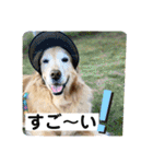 ゴールデンさくらの日々❸（個別スタンプ：36）