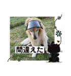 ゴールデンさくらの日々❸（個別スタンプ：37）